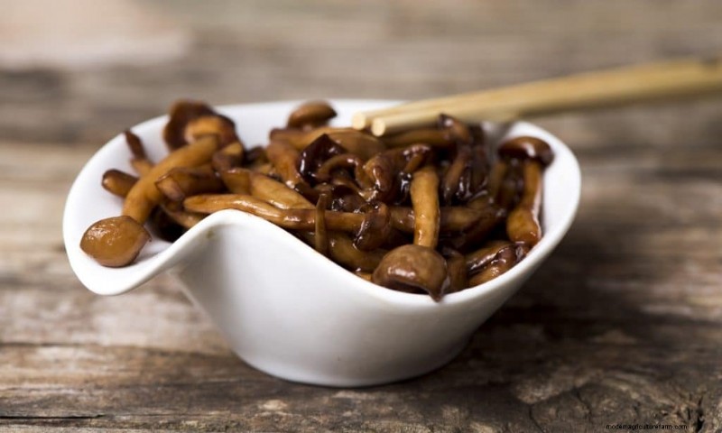 Shimeji Mushrooms: A Comprehensive Guide to Cultivation & Flavor