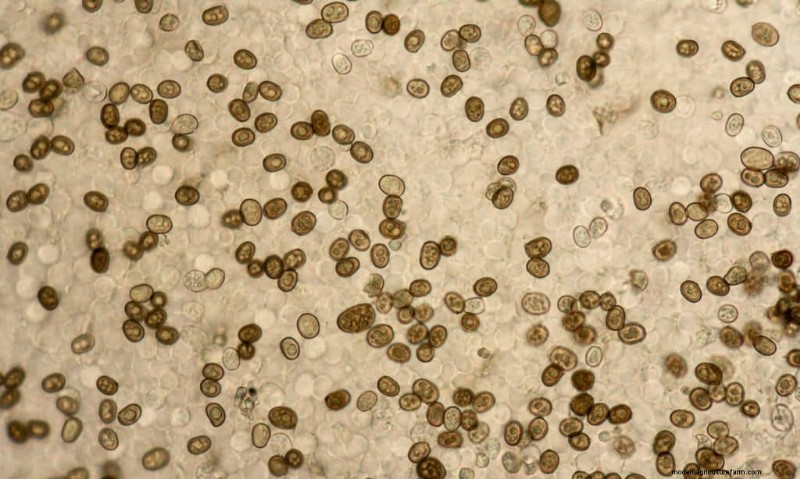 Mushroom Spores: Understanding Safety and Their Role in Fungi