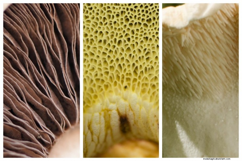 Mushroom Spores: Understanding Safety and Their Role in Fungi
