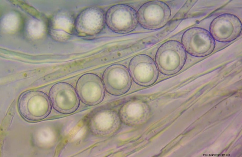 Mushroom Spores: Understanding Safety and Their Role in Fungi