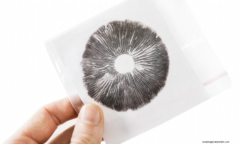 Mushroom Spores: Understanding Safety and Their Role in Fungi