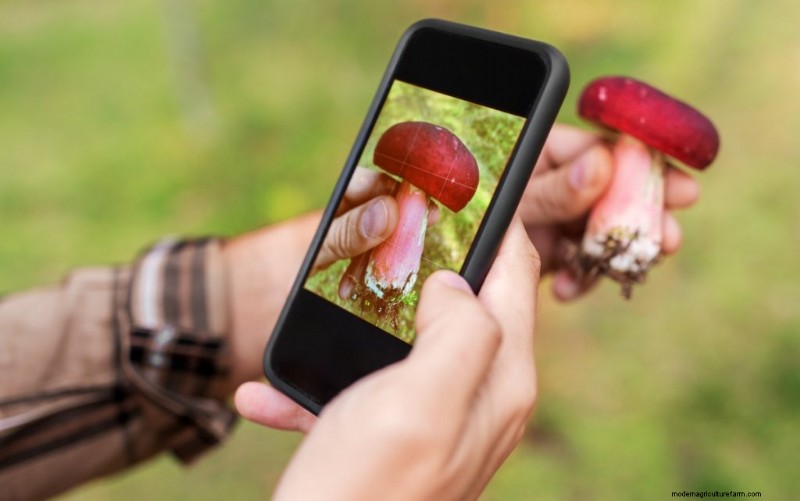 Mushroom Spores: Understanding Safety and Their Role in Fungi