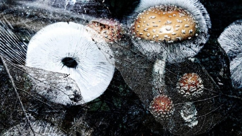 Mushroom Spores: Understanding Safety and Their Role in Fungi