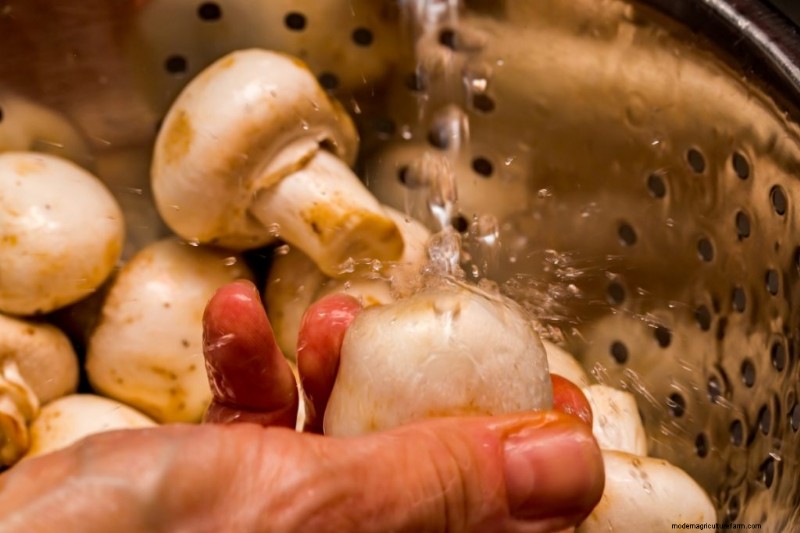 Mushroom Meat Substitutes: A Comprehensive Guide to Plant-Based Protein