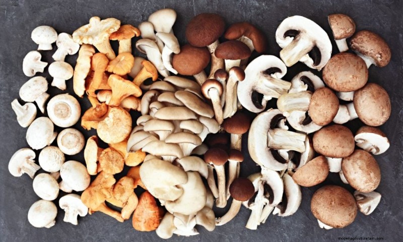 Mushrooms and Protein: A Comprehensive Guide for Health-Conscious Eaters