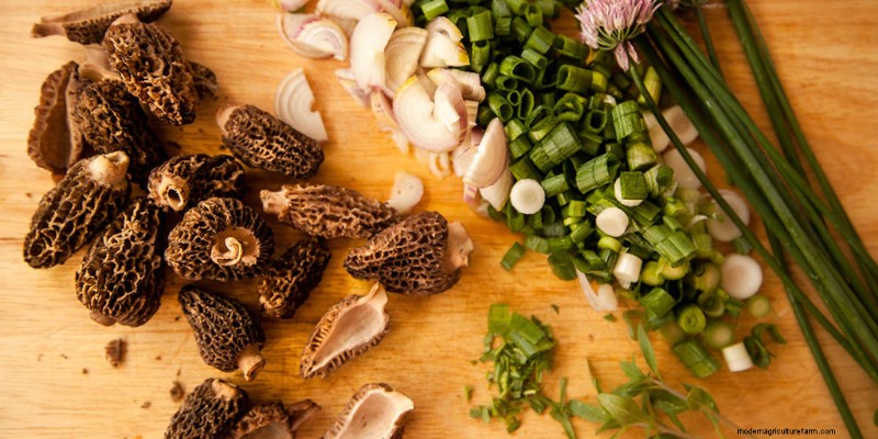 Mushrooms and Protein: A Comprehensive Guide for Health-Conscious Eaters