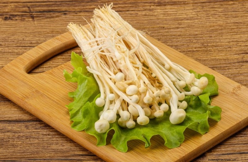 Mushrooms and Protein: A Comprehensive Guide for Health-Conscious Eaters