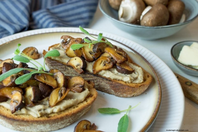 Mushrooms and Protein: A Comprehensive Guide for Health-Conscious Eaters