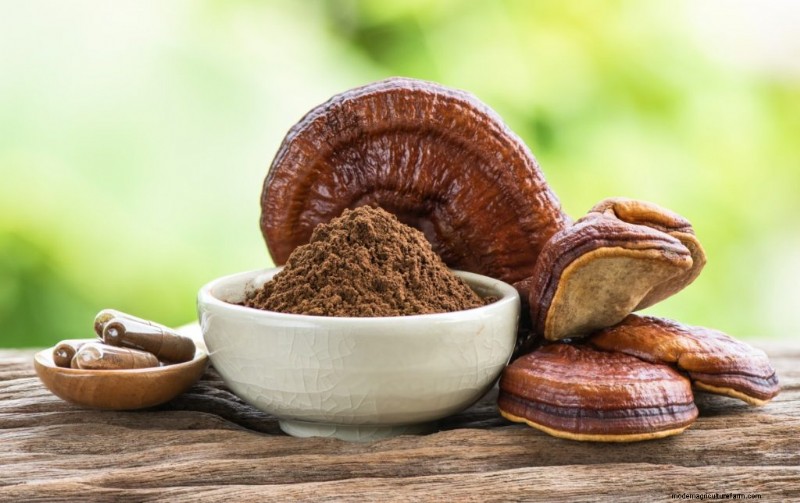 Mushrooms and Protein: A Comprehensive Guide for Health-Conscious Eaters