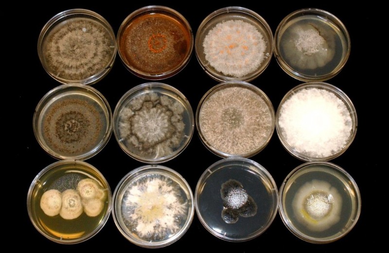 Endophytic Fungi: Unlocking Nature s Potential for Agriculture & Medicine