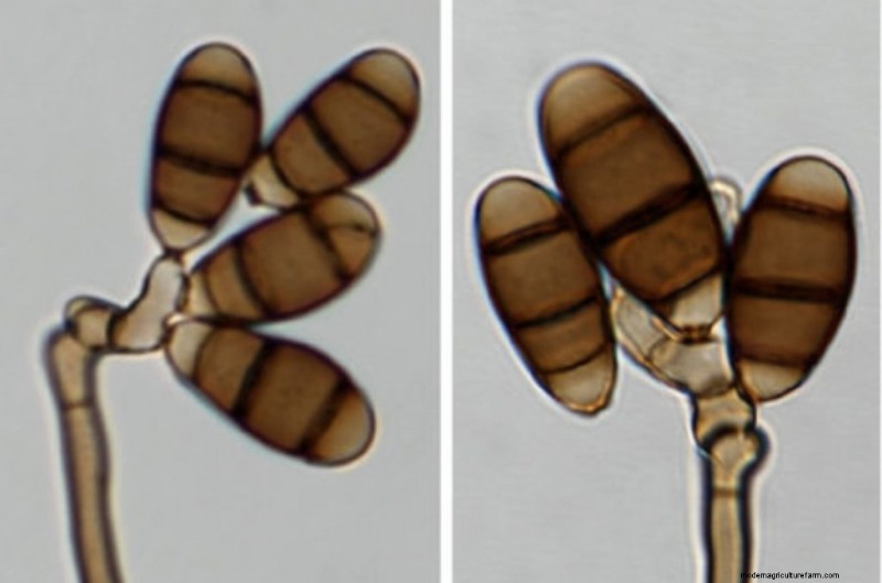 Endophytic Fungi: Unlocking Nature s Potential for Agriculture & Medicine