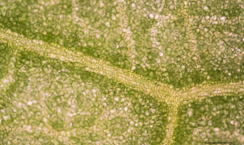 Endophytic Fungi: Unlocking Nature s Potential for Agriculture & Medicine
