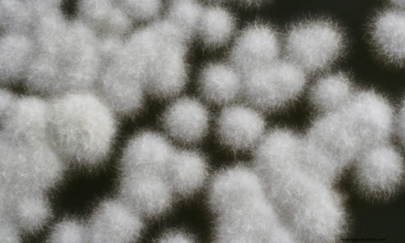 Endophytic Fungi: Unlocking Nature s Potential for Agriculture & Medicine