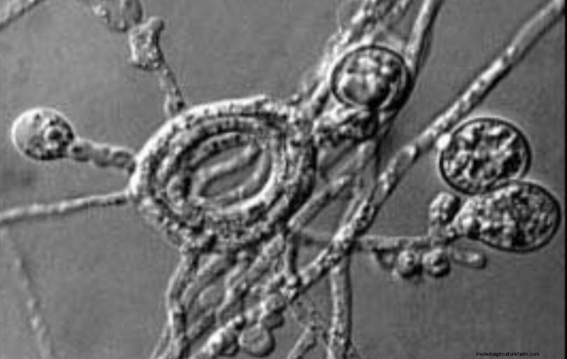 Endophytic Fungi: Unlocking Nature s Potential for Agriculture & Medicine