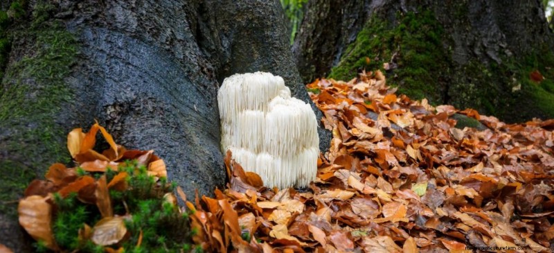 Understanding Parasitic Fungi: Their Role in Ecosystem Health