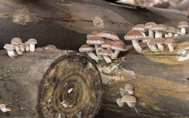 Understanding Parasitic Fungi: Their Role in Ecosystem Health