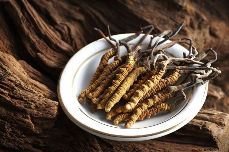 Understanding Parasitic Fungi: Their Role in Ecosystem Health