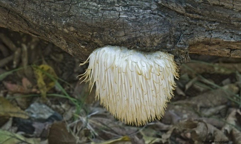 Understanding Parasitic Fungi: Their Role in Ecosystem Health