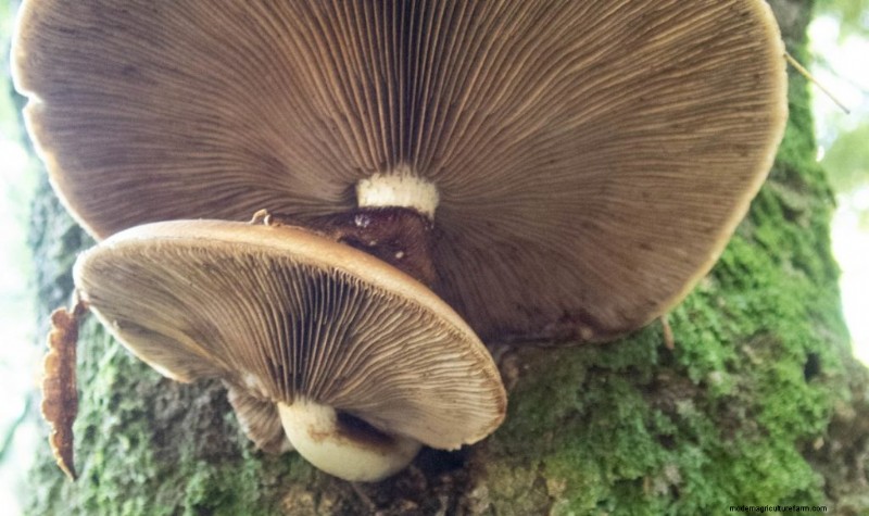 Understanding Parasitic Fungi: Their Role in Ecosystem Health