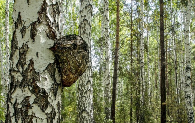 Understanding Parasitic Fungi: Their Role in Ecosystem Health