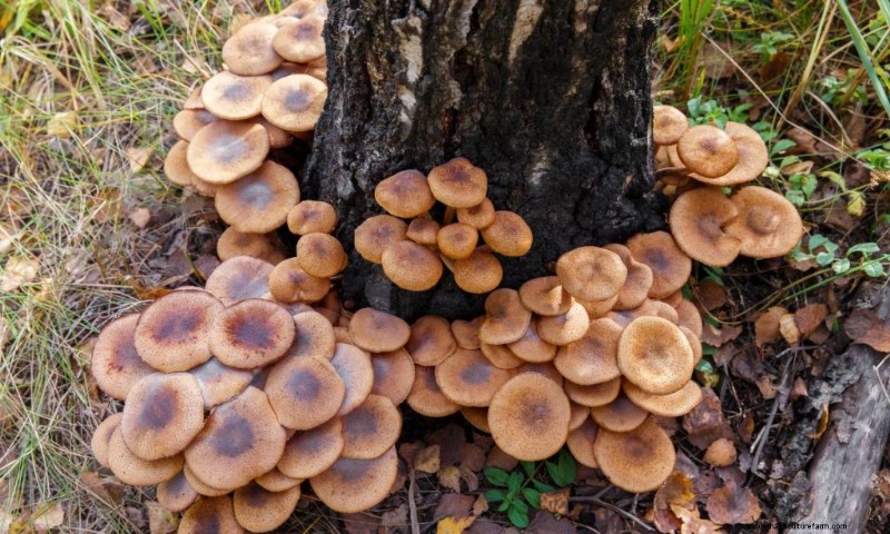 Understanding Parasitic Fungi: Their Role in Ecosystem Health