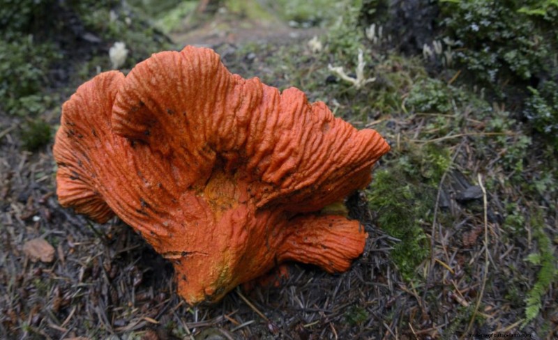 Understanding Parasitic Fungi: Their Role in Ecosystem Health