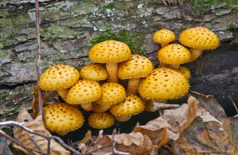 Saprotrophic Mushrooms: A Comprehensive Guide to Decomposers