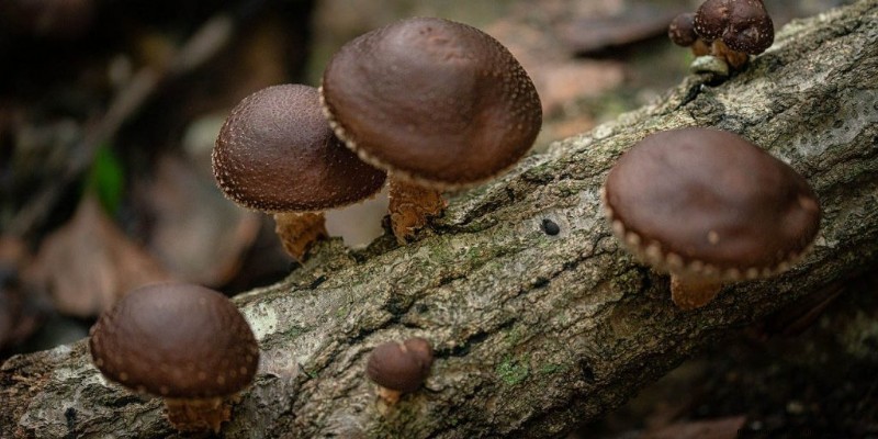 Saprotrophic Mushrooms: A Comprehensive Guide to Decomposers