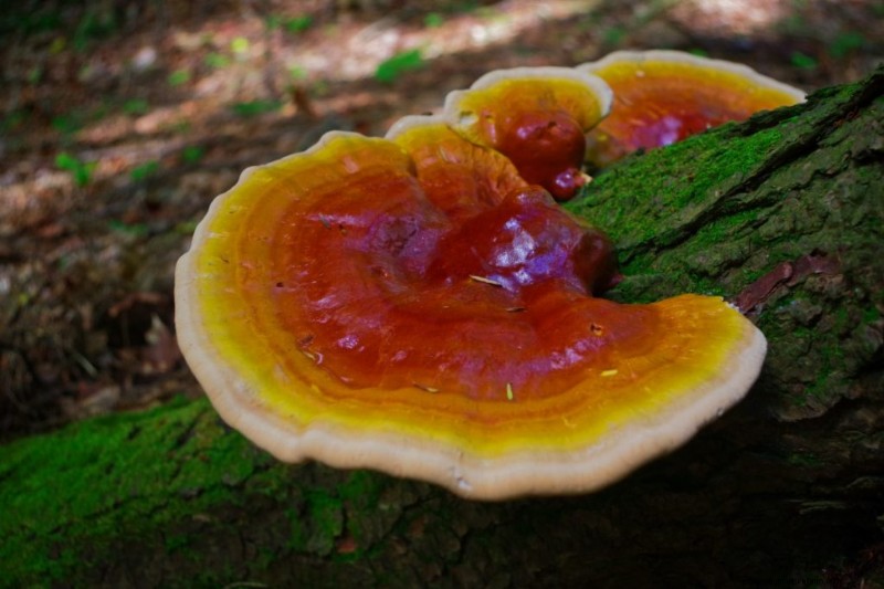 Saprotrophic Mushrooms: A Comprehensive Guide to Decomposers