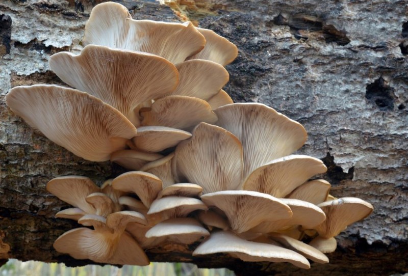 Saprotrophic Mushrooms: A Comprehensive Guide to Decomposers