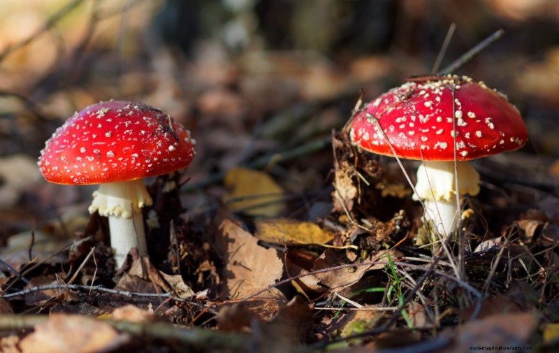Saprotrophic Mushrooms: A Comprehensive Guide to Decomposers