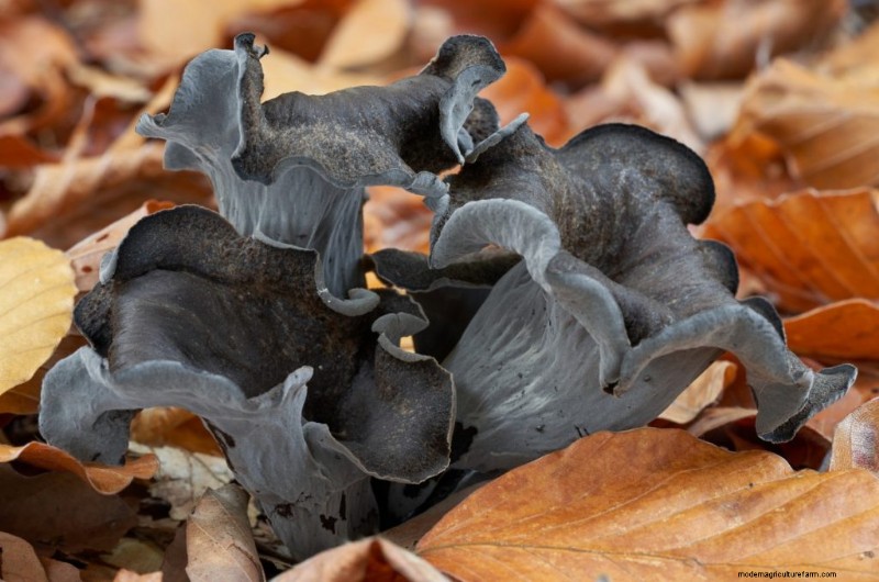 Saprotrophic Mushrooms: A Comprehensive Guide to Decomposers