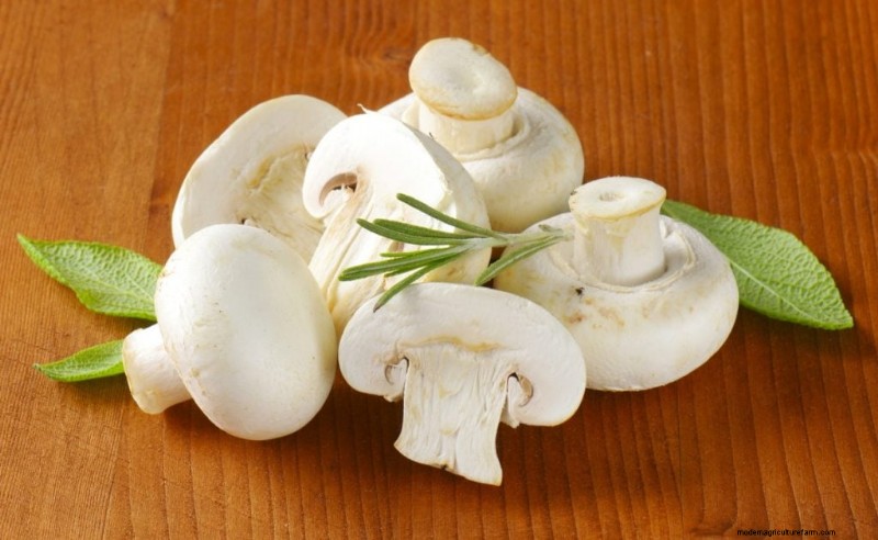 Grocery Store Mushrooms: A Beginner s Guide to Varieties & Uses