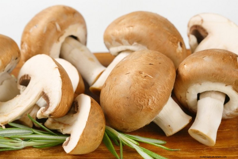Grocery Store Mushrooms: A Beginner s Guide to Varieties & Uses