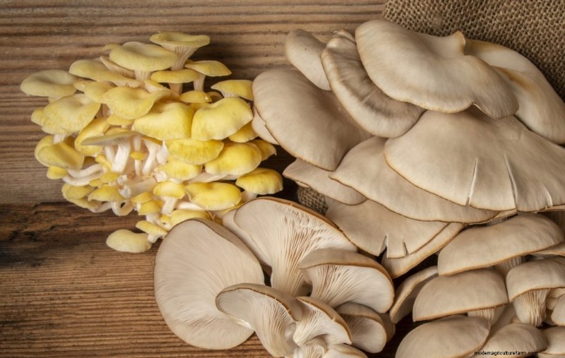 Grocery Store Mushrooms: A Beginner s Guide to Varieties & Uses