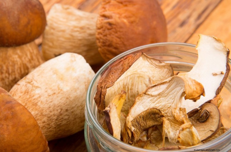 Grocery Store Mushrooms: A Beginner s Guide to Varieties & Uses