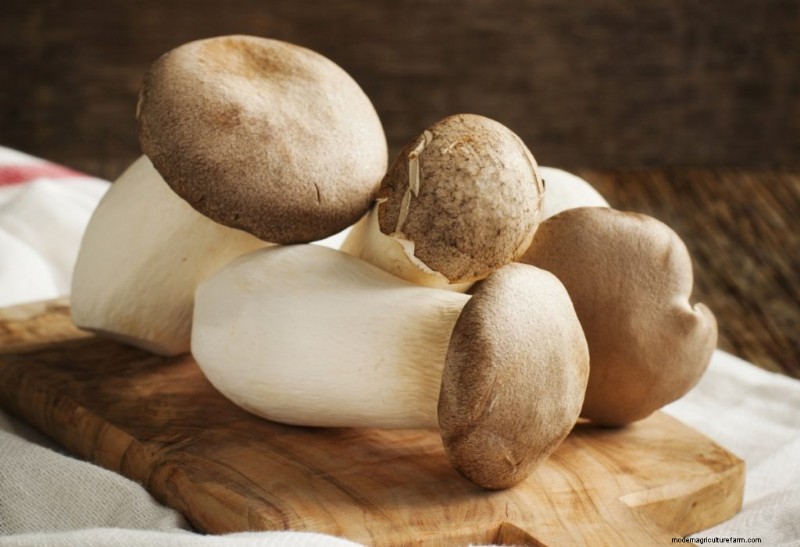 Grocery Store Mushrooms: A Beginner s Guide to Varieties & Uses