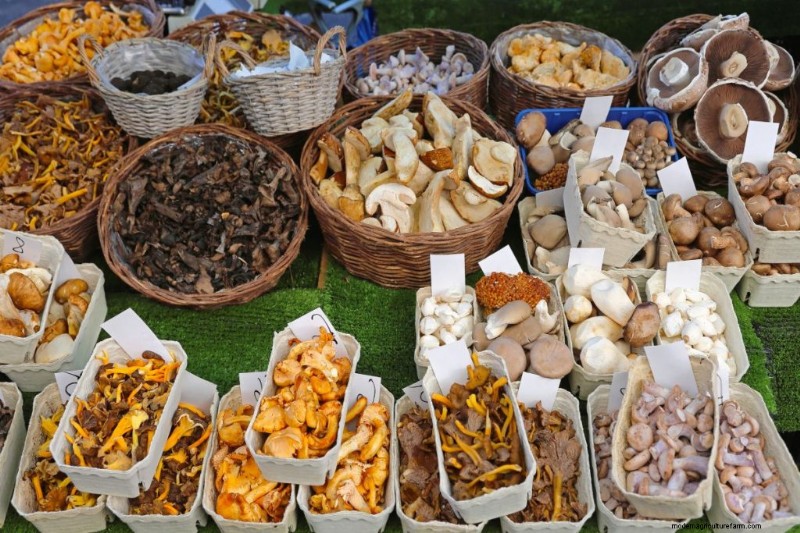 Grocery Store Mushrooms: A Beginner s Guide to Varieties & Uses