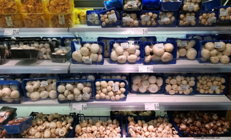 Grocery Store Mushrooms: A Beginner s Guide to Varieties & Uses