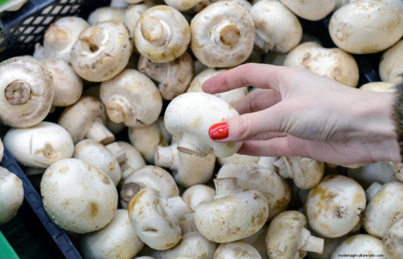 Grocery Store Mushrooms: A Beginner s Guide to Varieties & Uses