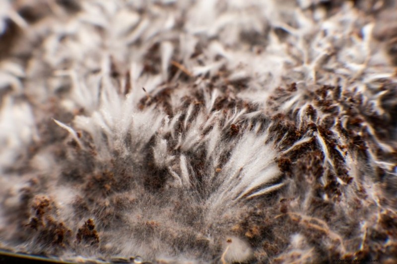 Mushroom Mycelium: Understanding Growth, Uses & Benefits