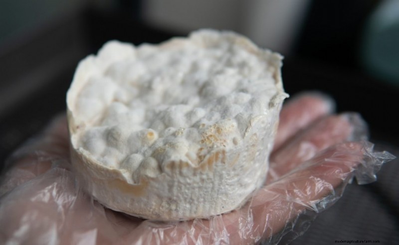 Mushroom Mycelium: Understanding Growth, Uses & Benefits