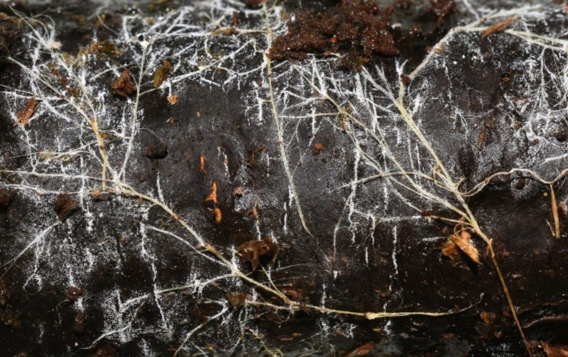 Mushroom Mycelium: Understanding Growth, Uses & Benefits