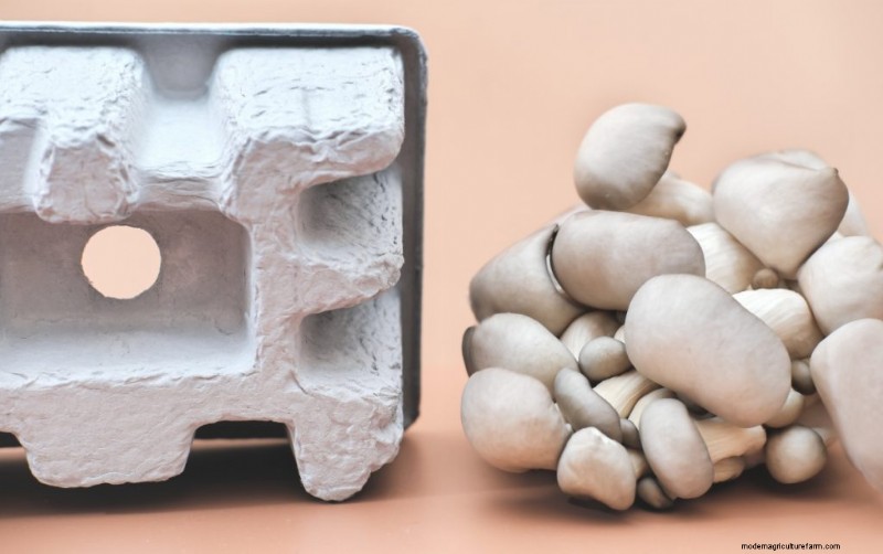 Mushroom Mycelium: Understanding Growth, Uses & Benefits