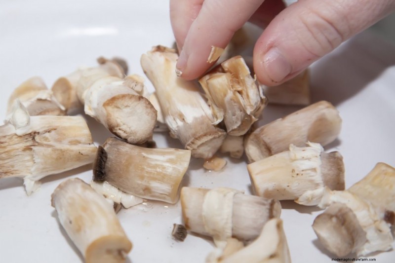 Mushroom Mycelium: Understanding Growth, Uses & Benefits