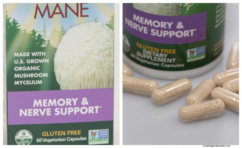 Mushroom Mycelium: Understanding Growth, Uses & Benefits