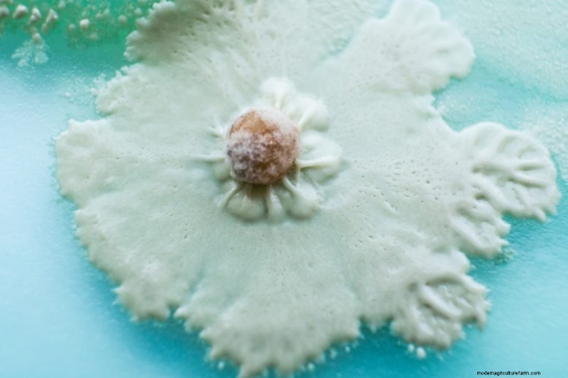 Mushroom Mycelium: Understanding Growth, Uses & Benefits