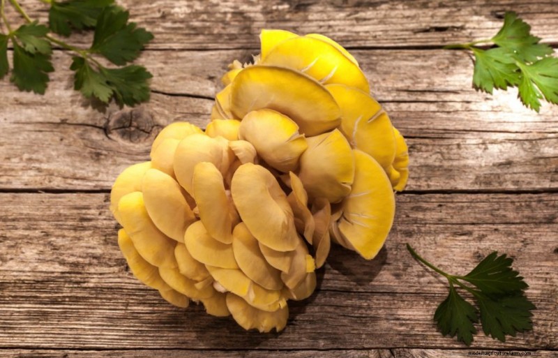 Yellow Oyster Mushrooms: A Comprehensive Guide to Growing & Enjoying