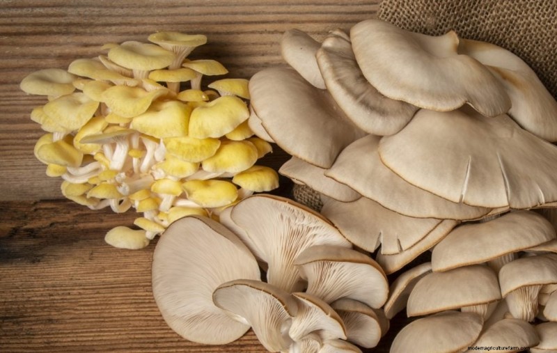 Yellow Oyster Mushrooms: A Comprehensive Guide to Growing & Enjoying