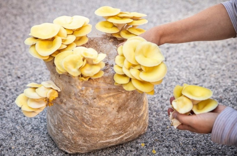 Yellow Oyster Mushrooms: A Comprehensive Guide to Growing & Enjoying
